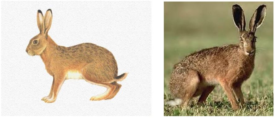 الف) خانوادهی خرگوشها Leporidae خرگوش وحشی .Lepus capensis L