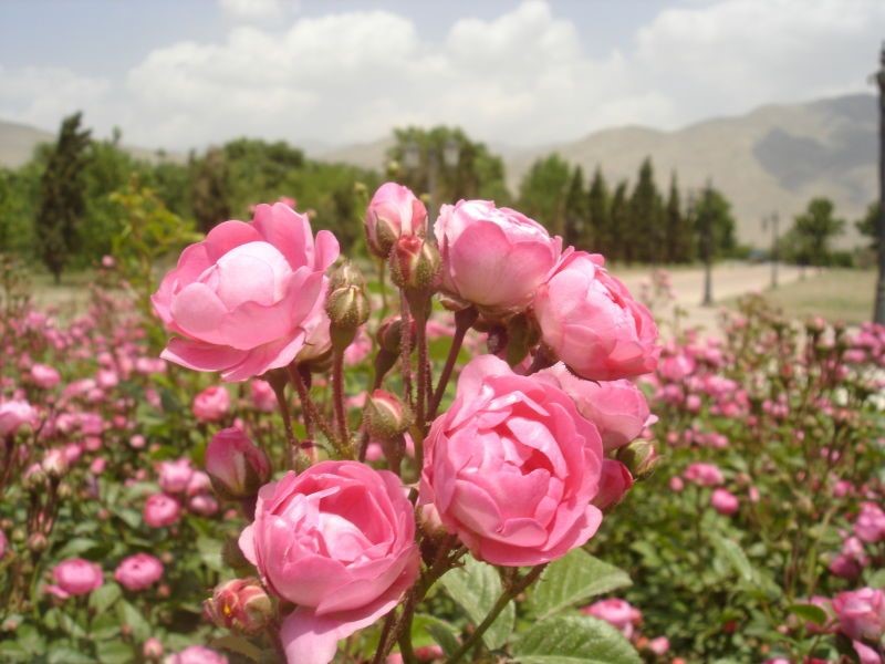 گل محمدی رفسنجان